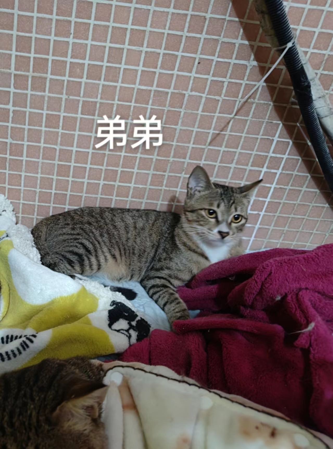 帖子图片
