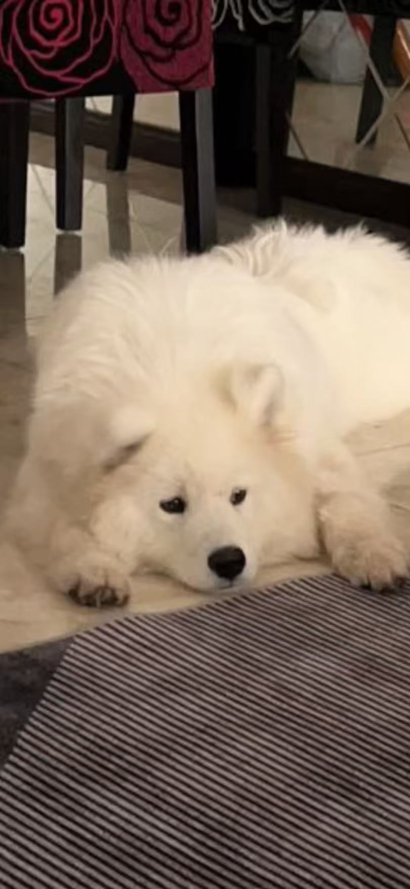 寻狗