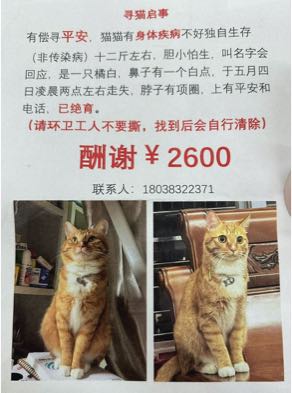 寻猫启事有偿寻平安,
