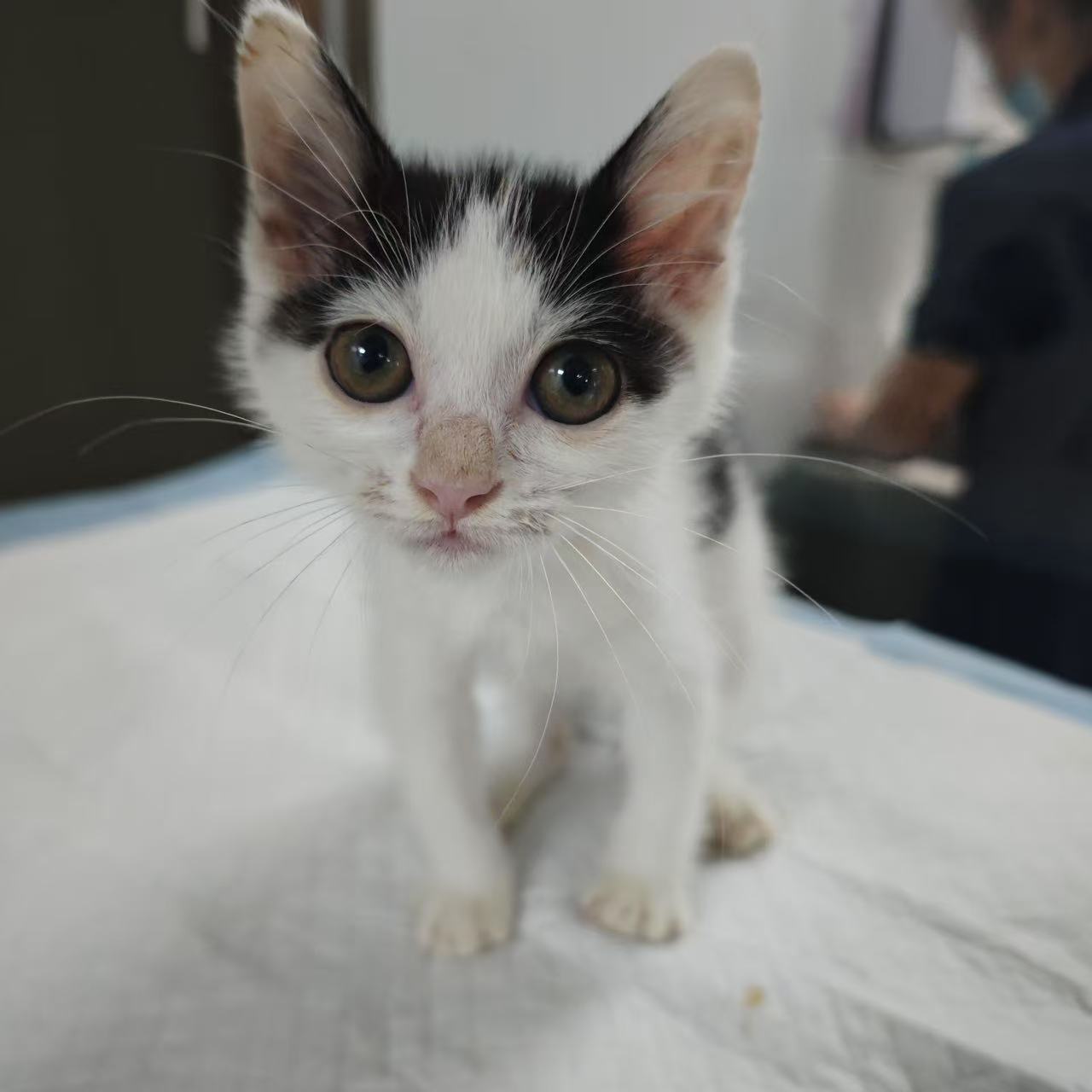 小奶牛,小橘猫找领养,领养代替购买吧,