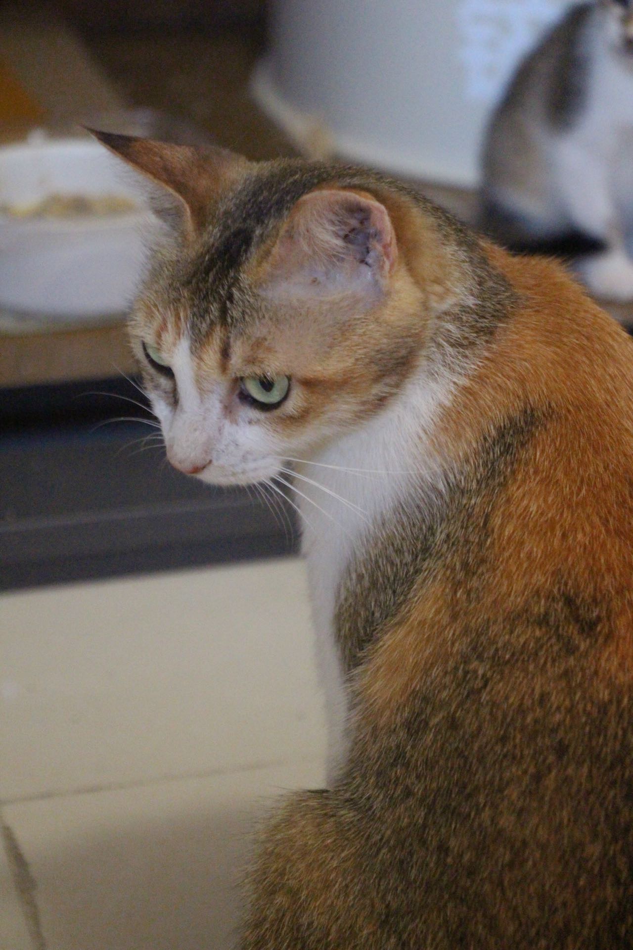🐈领养信息🐈