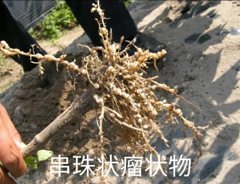 帖子图片
