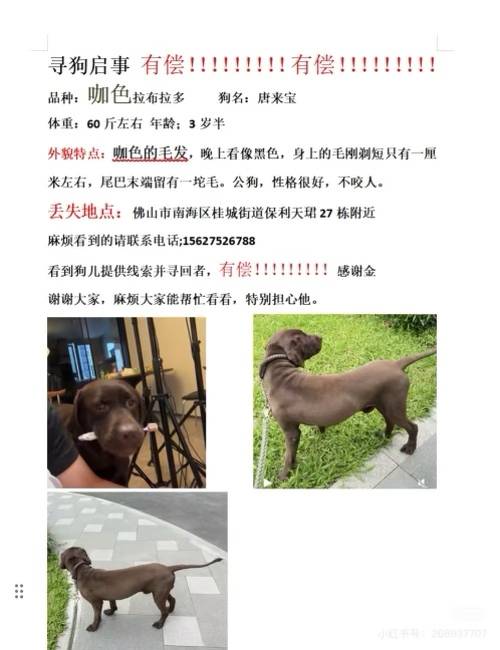 寻狗启事有偿!!!!!!!!!有偿!!!