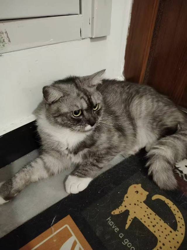 领养