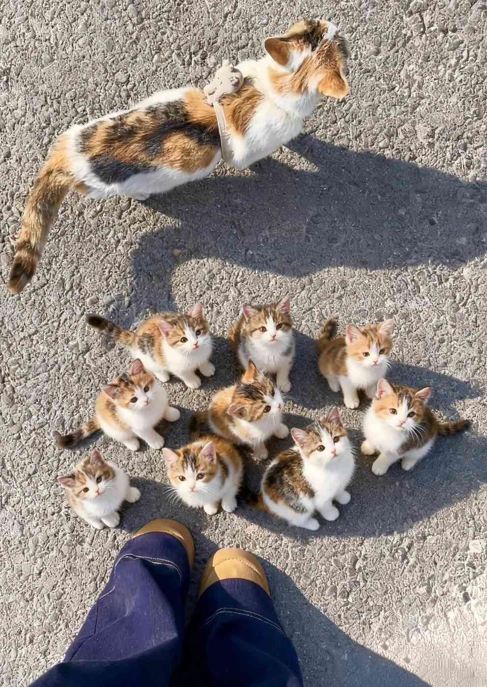 出差5天,25元1次上门喂猫,钥匙敢给谁?